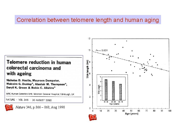 Correlation between telomere length and human aging Nature 346, p. 866 – 868; Aug Correlation between telomere length and human aging Nature 346, p. 866 – 868; Aug