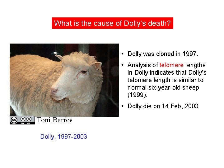 What is the cause of Dolly’s death? • Dolly was cloned in 1997. • What is the cause of Dolly’s death? • Dolly was cloned in 1997. •