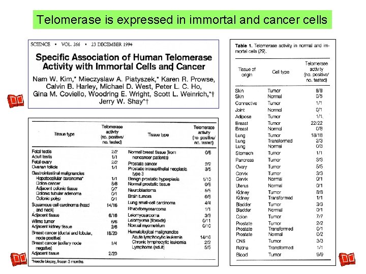 Telomerase is expressed in immortal and cancer cells Telomerase is expressed in immortal and cancer cells