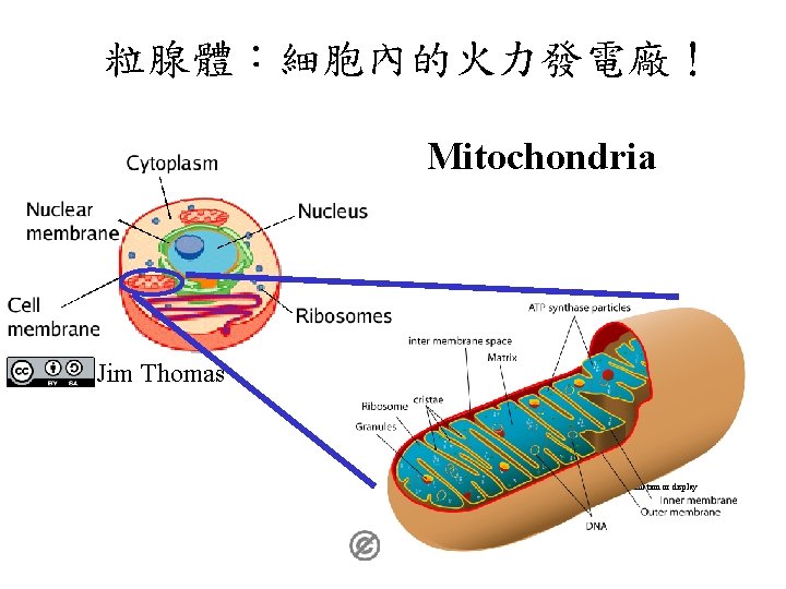 粒腺體:細胞內的火力發電廠! Mitochondria Jim Thomas Copyright © Mc. Graw-Hill Companies Permission required for reproduction or 粒腺體:細胞內的火力發電廠! Mitochondria Jim Thomas Copyright © Mc. Graw-Hill Companies Permission required for reproduction or
