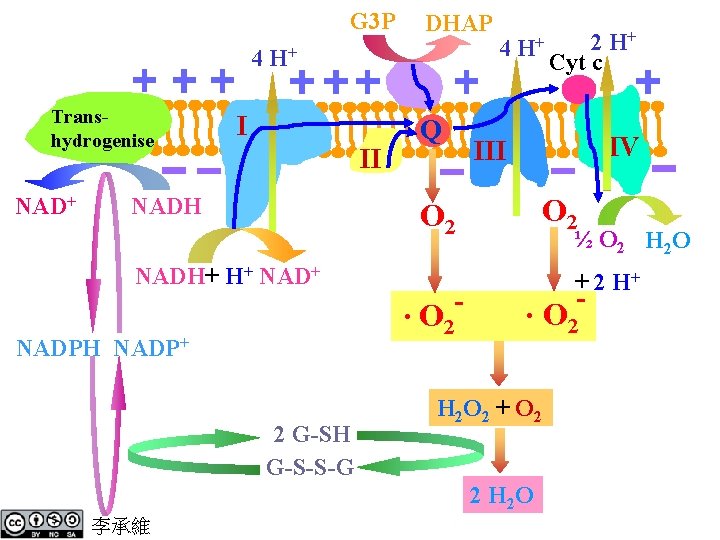 G 3 P DHAP 4 H+ Transhydrogenise NAD+ I II NADH Q 4 H+ G 3 P DHAP 4 H+ Transhydrogenise NAD+ I II NADH Q 4 H+