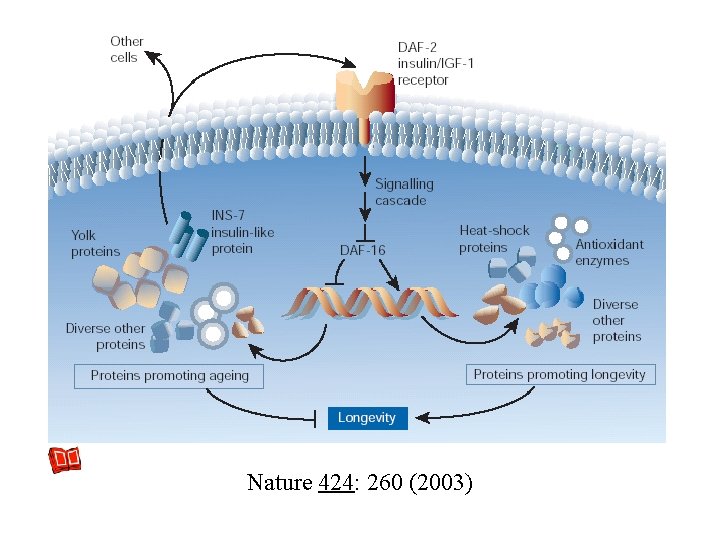 Nature 424: 260 (2003) Nature 424: 260 (2003)