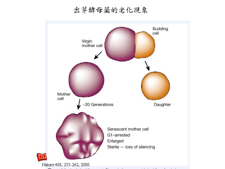出芽酵母菌的老化現象 Nature 408, 255 -262; 2000 出芽酵母菌的老化現象 Nature 408, 255 -262; 2000