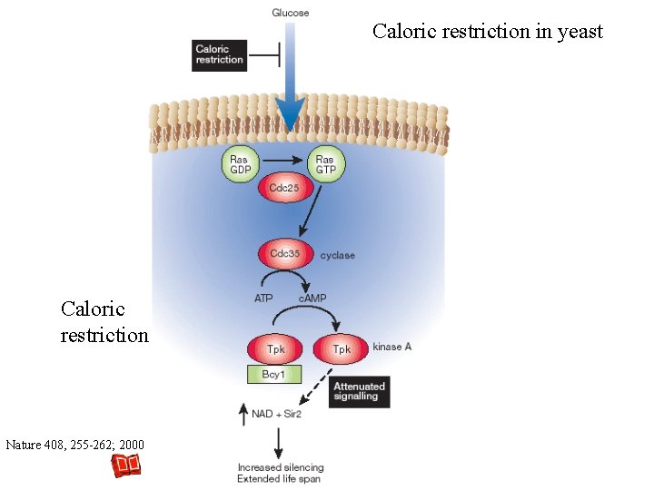 Caloric restriction in yeast Caloric restriction Nature 408, 255 -262; 2000 Caloric restriction in yeast Caloric restriction Nature 408, 255 -262; 2000