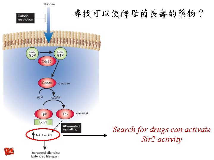 尋找可以使酵母菌長壽的藥物? Search for drugs can activate Sir 2 activity 尋找可以使酵母菌長壽的藥物? Search for drugs can activate Sir 2 activity