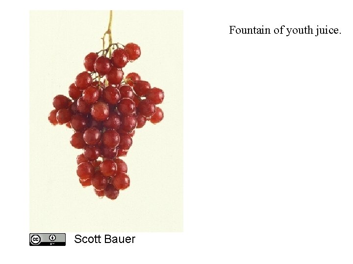 Fountain of youth juice. Scott Bauer Fountain of youth juice. Scott Bauer