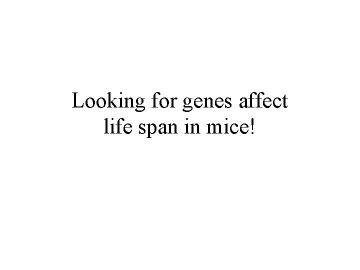 Looking for genes affect life span in mice! Looking for genes affect life span in mice!