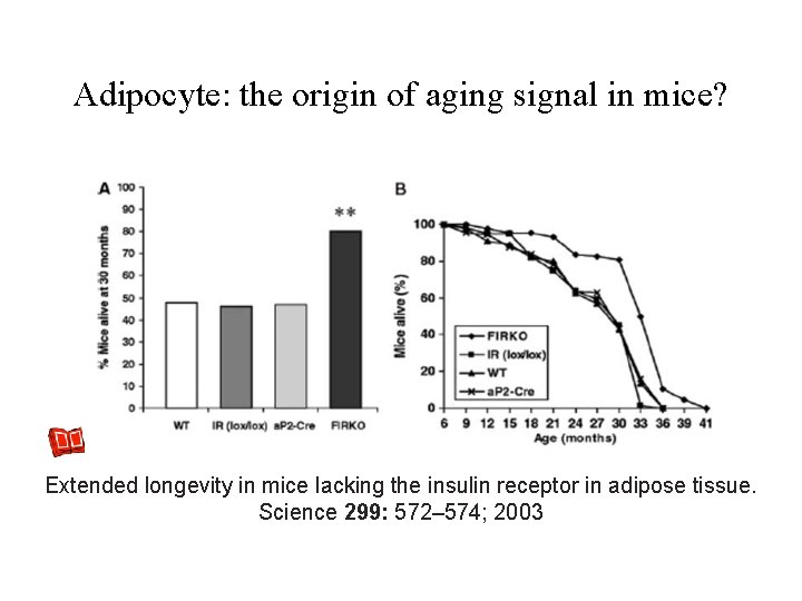 Adipocyte: the origin of aging signal in mice? Extended longevity in mice lacking the Adipocyte: the origin of aging signal in mice? Extended longevity in mice lacking the