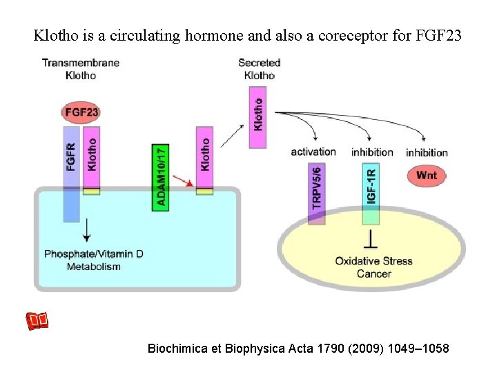 Klotho is a circulating hormone and also a coreceptor for FGF 23 Biochimica et Klotho is a circulating hormone and also a coreceptor for FGF 23 Biochimica et