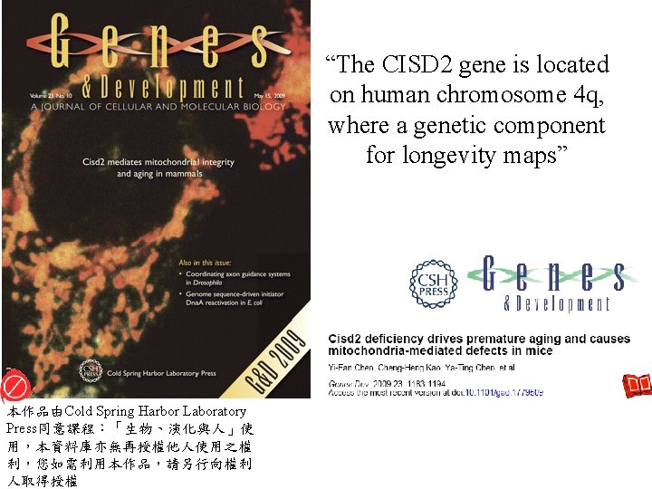 “The CISD 2 gene is located on human chromosome 4 q, where a genetic “The CISD 2 gene is located on human chromosome 4 q, where a genetic