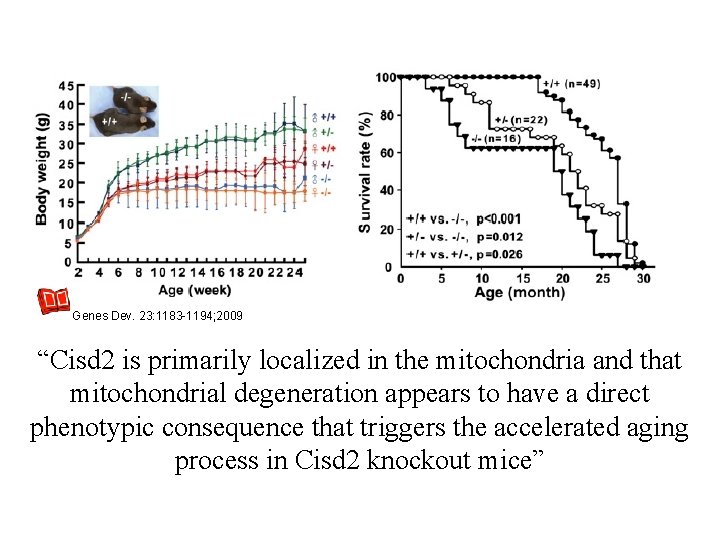 Genes Dev. 23: 1183 -1194; 2009 “Cisd 2 is primarily localized in the mitochondria Genes Dev. 23: 1183 -1194; 2009 “Cisd 2 is primarily localized in the mitochondria