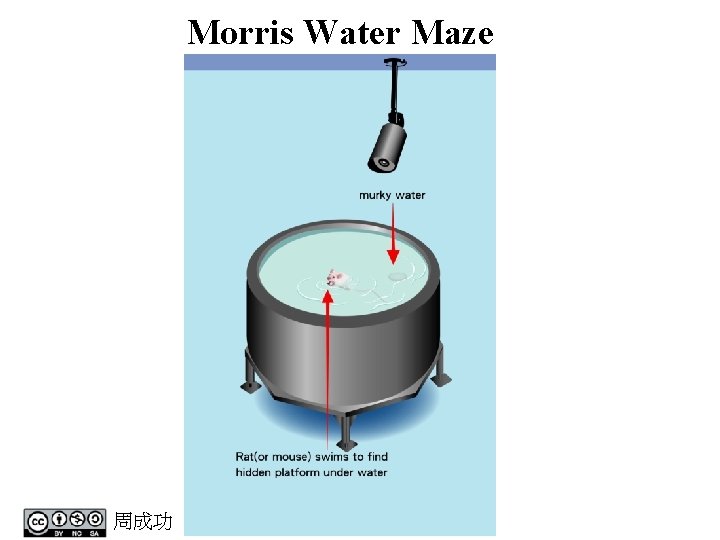 Morris Water Maze 周成功 Morris Water Maze 周成功