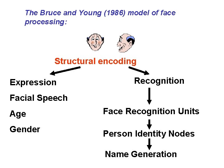 The Bruce and Young (1986) model of face processing: Structural encoding Expression Recognition Facial