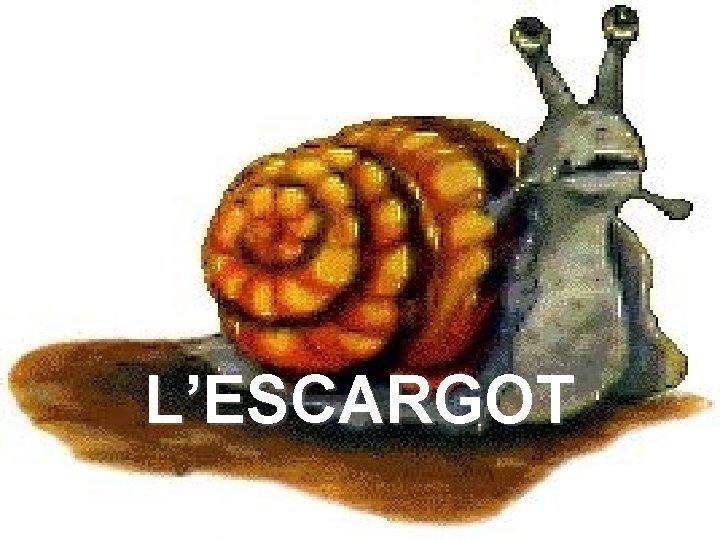 L’ESCARGOT 