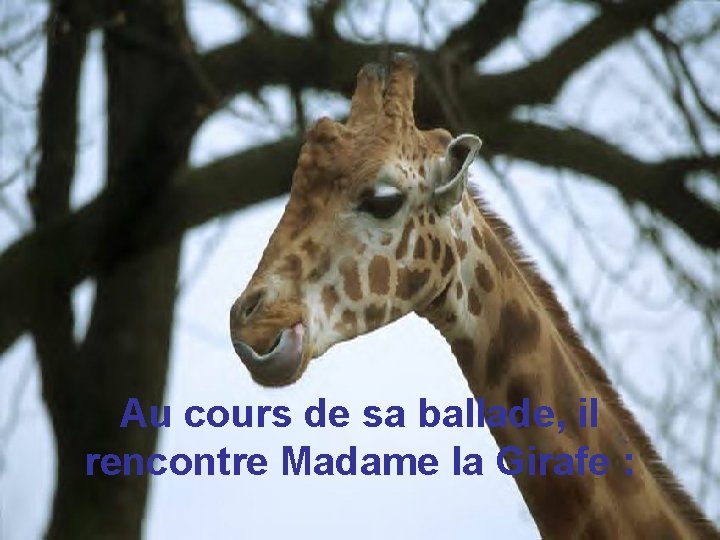 Au cours de sa ballade, il rencontre Madame la Girafe : 