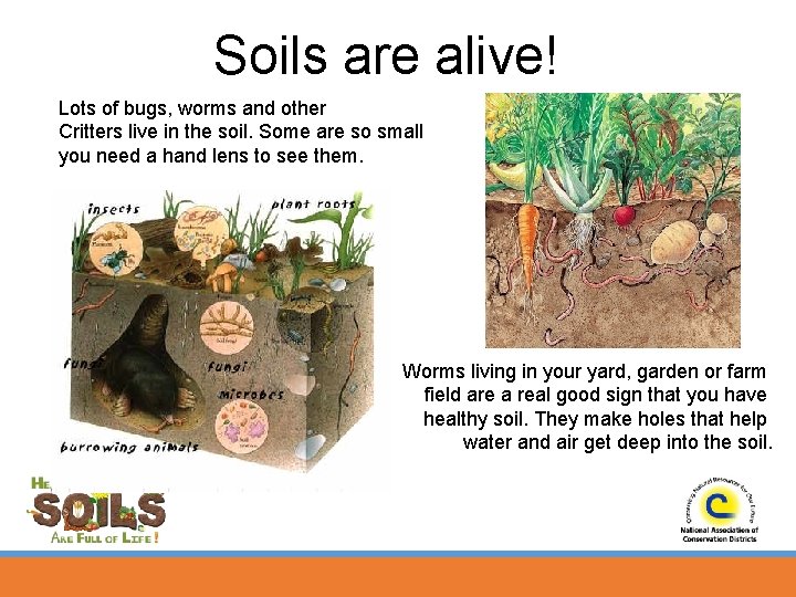 Soils are alive! Lots of bugs, worms and other Critters live in the soil.