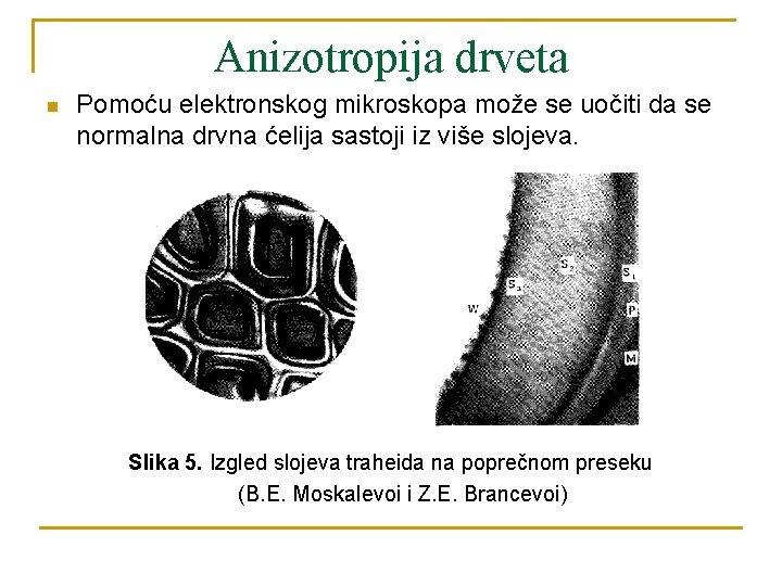 Anizotropija drveta n Pomoću elektronskog mikroskopa može se uočiti da se normalna drvna ćelija