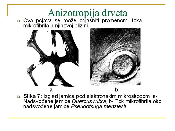 Anizotropija drveta q q Ova pojava se može objasniti promenom toka mikrofibrila u njihovoj