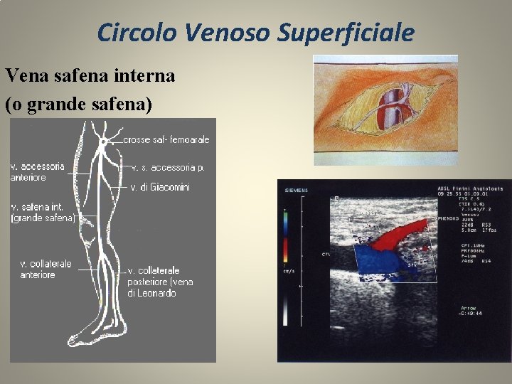 Circolo Venoso Superficiale Vena safena interna (o grande safena) 