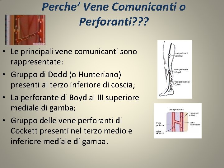 Perche’ Vene Comunicanti o Perforanti? ? ? • Le principali vene comunicanti sono rappresentate: