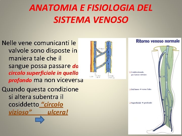 ANATOMIA E FISIOLOGIA DEL SISTEMA VENOSO Nelle vene comunicanti le valvole sono disposte in