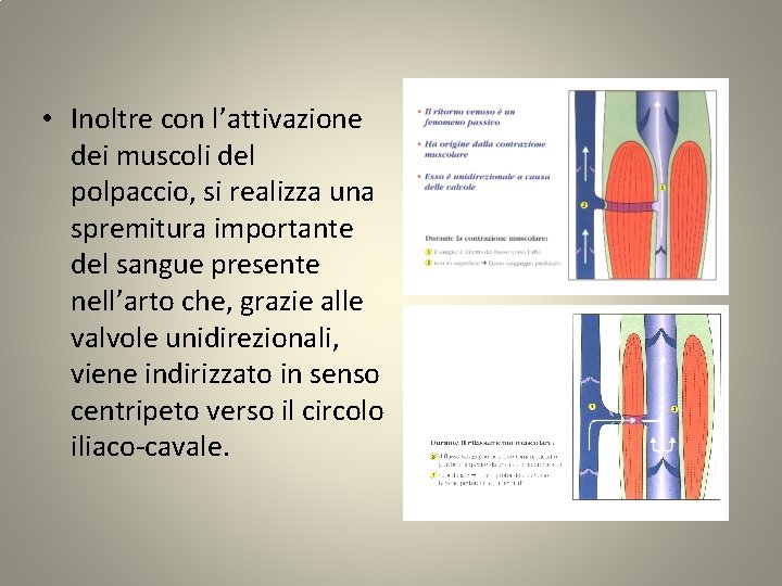  • Inoltre con l’attivazione dei muscoli del polpaccio, si realizza una spremitura importante