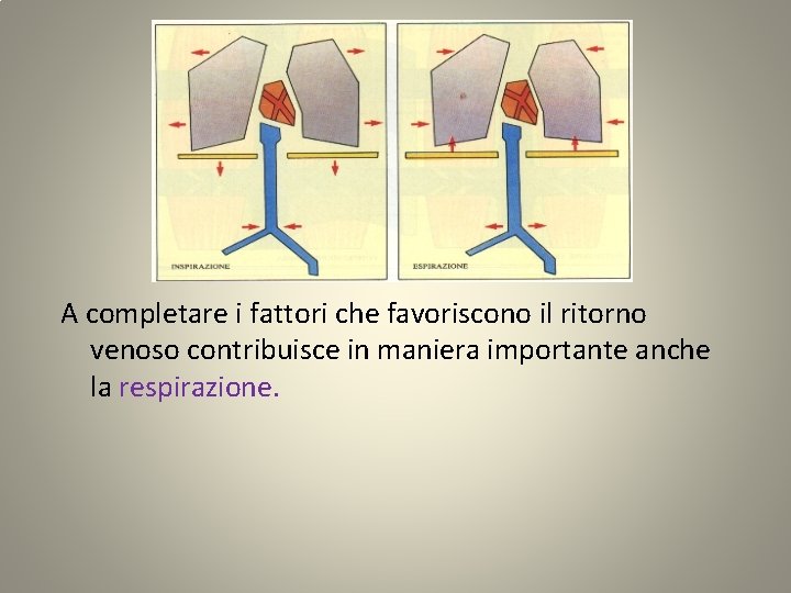 A completare i fattori che favoriscono il ritorno venoso contribuisce in maniera importante anche