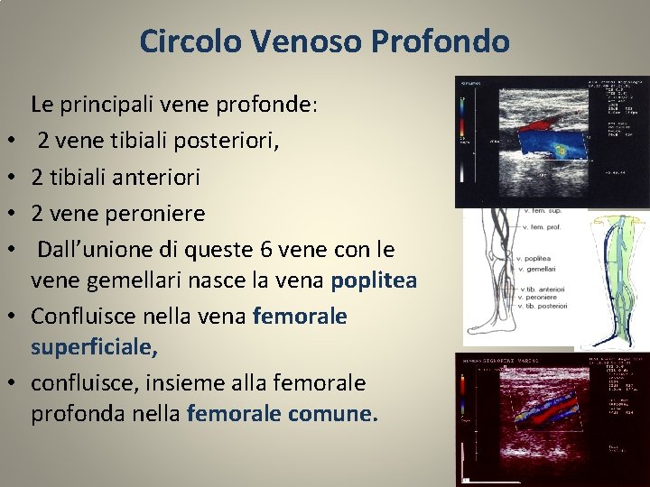 Circolo Venoso Profondo • • • Le principali vene profonde: 2 vene tibiali posteriori,