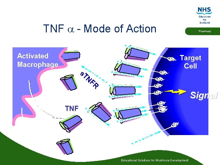 TNF a - Mode of Action Activated Macrophage s. T NF R Pharmacy Target