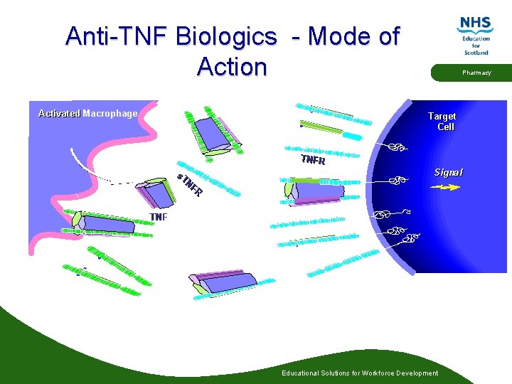 Anti-TNF Biologics - Mode of Action Activated Macrophage Pharmacy Target Cell TNFR s. T