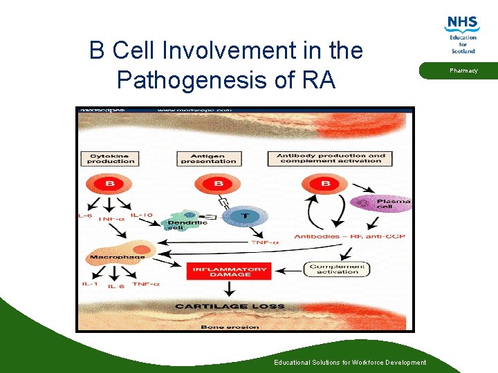 B Cell Involvement in the Pathogenesis of RA Educational Solutions for Workforce Development Pharmacy