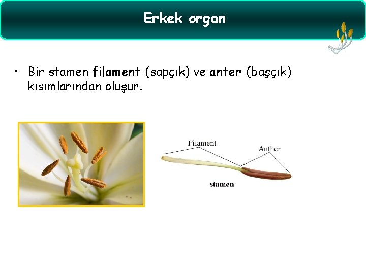 Erkek organ • Bir stamen filament (sapçık) ve anter (başçık) kısımlarından oluşur. 