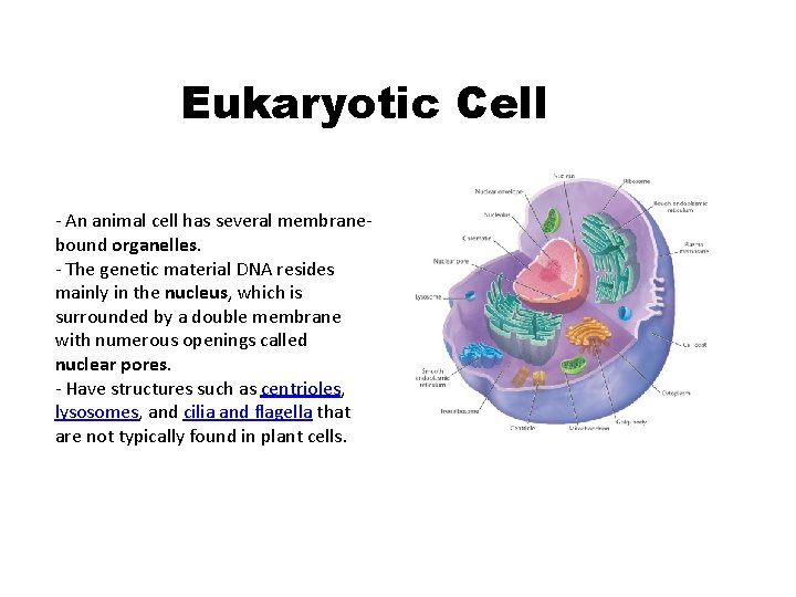 Eukaryotic Cell - An animal cell has several membranebound organelles. - The genetic material