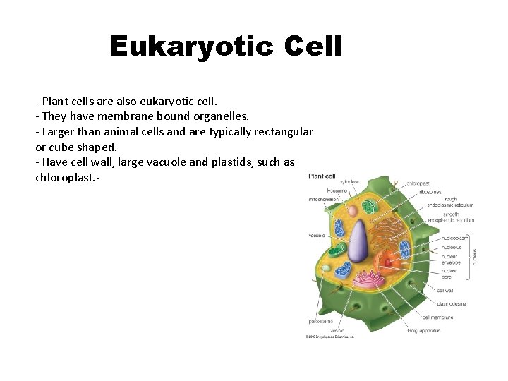 Eukaryotic Cell - Plant cells are also eukaryotic cell. - They have membrane bound