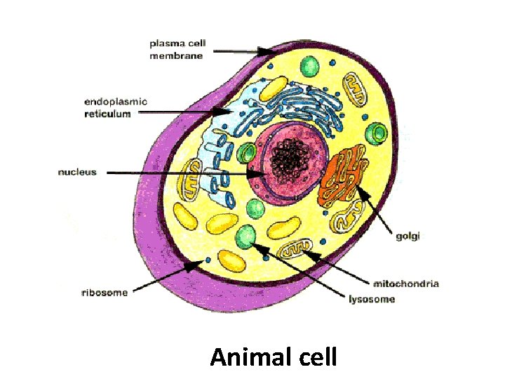 Animal cell 