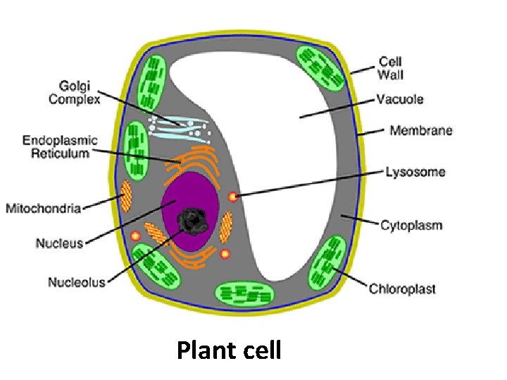 Plant cell 