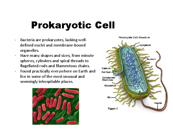 Prokaryotic Cell - Bacteria are prokaryotes, lacking welldefined nuclei and membrane-bound organelles. - Have