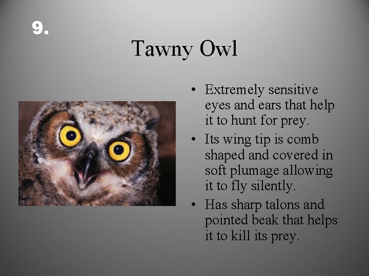9. Tawny Owl • Extremely sensitive eyes and ears that help it to hunt