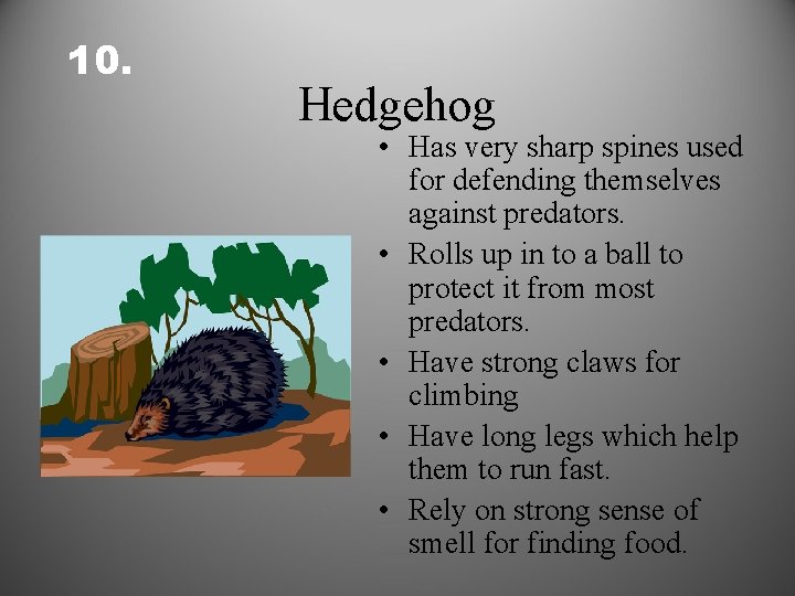 10. Hedgehog • Has very sharp spines used for defending themselves against predators. •