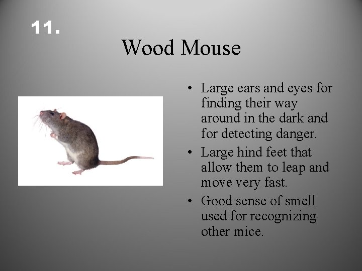 11. Wood Mouse • Large ears and eyes for finding their way around in