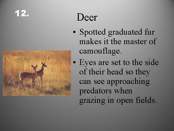 12. Deer • Spotted graduated fur makes it the master of camouflage. • Eyes