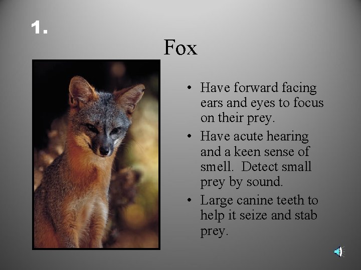 1. Fox • Have forward facing ears and eyes to focus on their prey.
