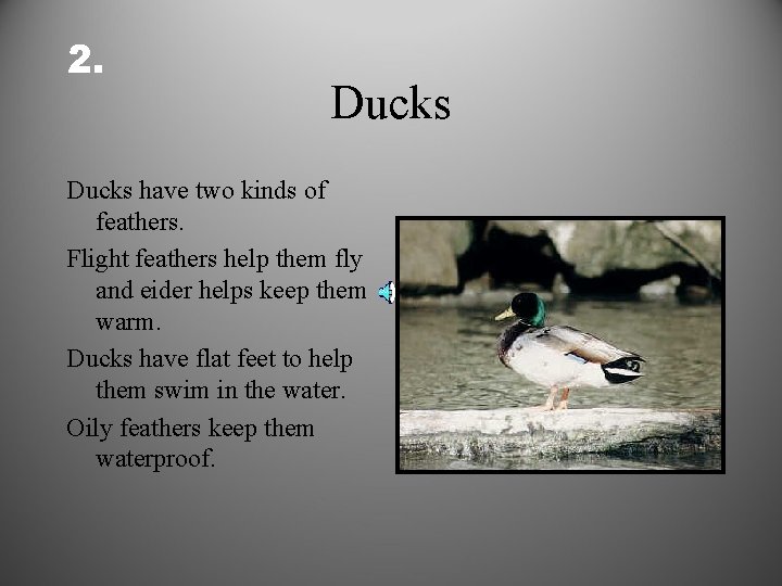 2. Ducks have two kinds of feathers. Flight feathers help them fly and eider