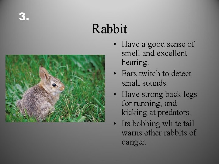 3. Rabbit • Have a good sense of smell and excellent hearing. • Ears