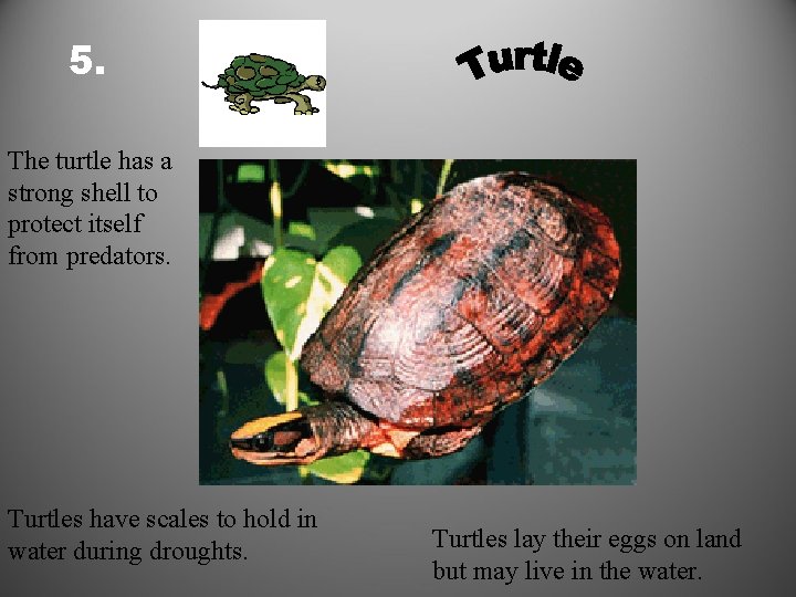5. The turtle has a strong shell to protect itself from predators. Turtles have
