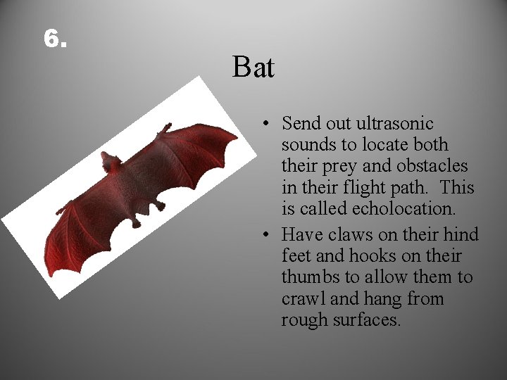 6. Bat • Send out ultrasonic sounds to locate both their prey and obstacles