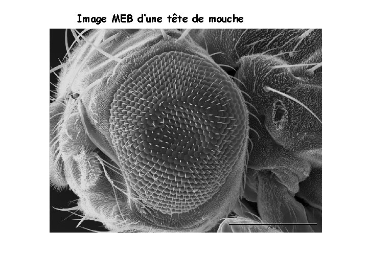 Image MEB d‘une tête de mouche 