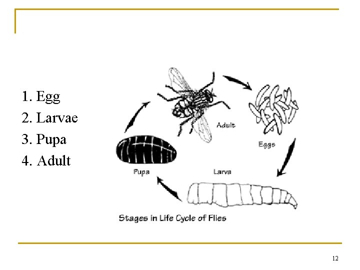 1. Egg 2. Larvae 3. Pupa 4. Adult 12 