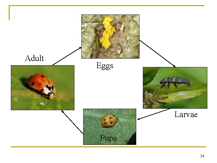 Adult Eggs Larvae Pupa Adult 14 