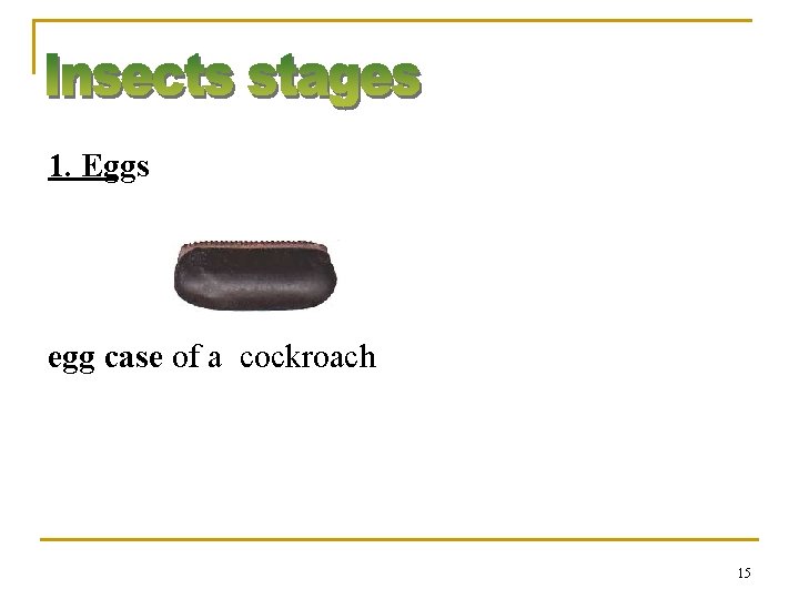 1. Eggs egg case of a cockroach 15 